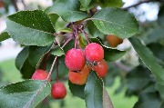 IMG_3050 (2).JPG
